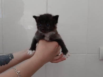 Очень красивые котята в дар, фото 3