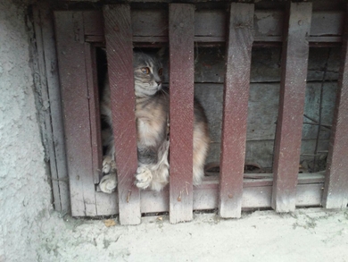 Красивая кошечка в дар, фото 2