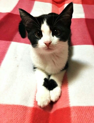 Котёнок ищет дом, фото 2