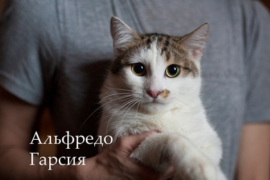В  дар кот невероятной красоты.