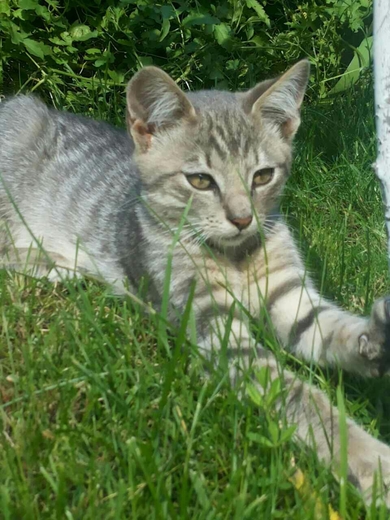 Котята нуждаются в заботе и любящих родителях., фото 4