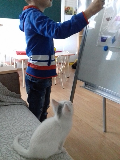 Красивый котенок в дар, фото 2