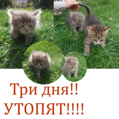  Три дня и котят утопят, срочно нужен дом