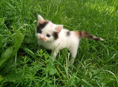 Котята в добрые руки, фото 4