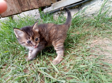 Котята в добрые руки, фото 3