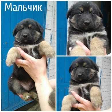 СРОЧНО! Ищут дом и любящих хозяев очаровательные щеночки - мишки!, фото 4