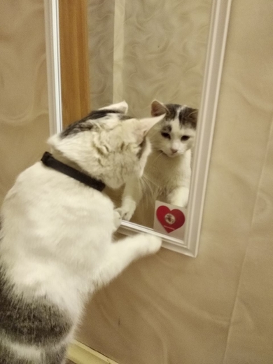 Найден кот