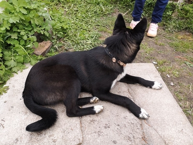 Найден щенок в Заславле, фото 2