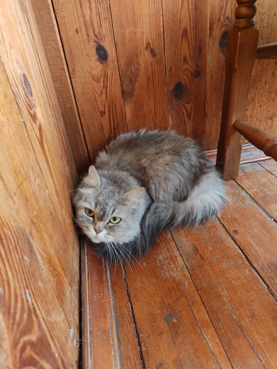 Найдена домашняя кошка, фото 2