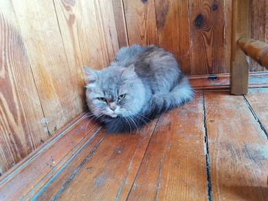 Найдена домашняя кошка, фото 3