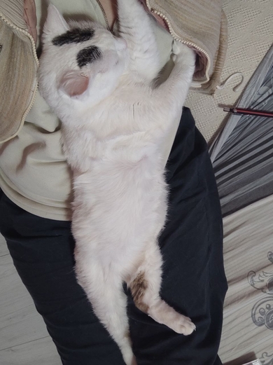 Потерялась кошка, фото 2