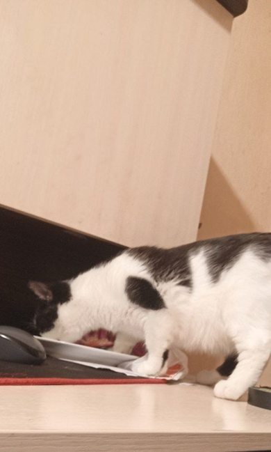 Пропала кошка «Бима»., фото 4