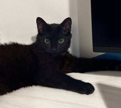 Пропал черный кот-подросток