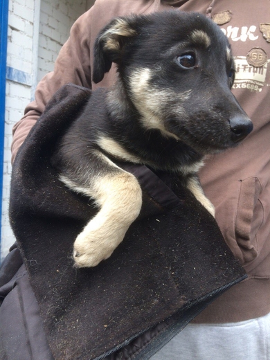 СРОЧНО !!! Новый щенок в САХЕ!!!, фото 3