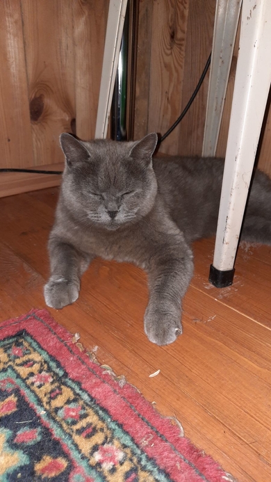 Найдена Британская кошка Пуховичский р-н, фото 2