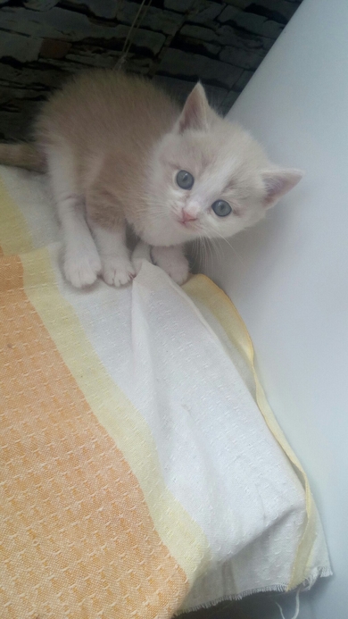 Красивый котёнок ищет дом!!!, фото 2