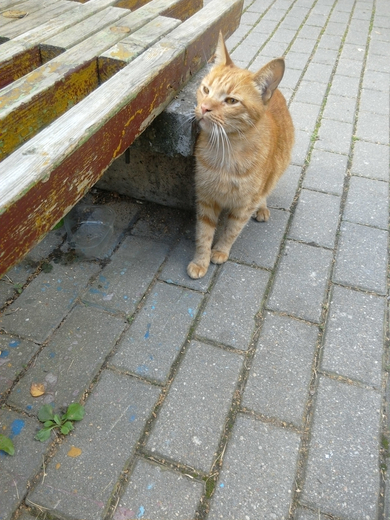 Замечен рыжий кот, похоже, что потерялся.