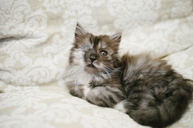 Котёнок в добрые руки!