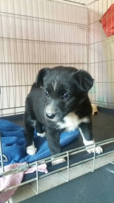 Малюпасенький щенок ищет дом