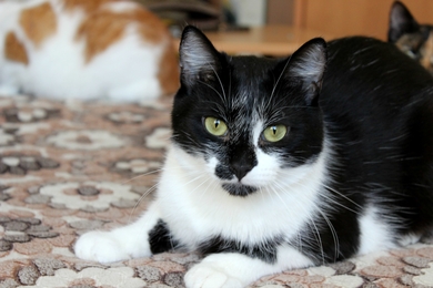 Кот Тёма