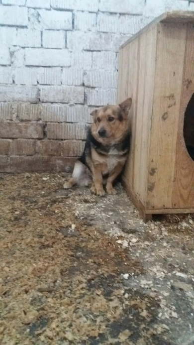 ВНИМАНИЕ!!! Новая собака  в САХЕ!!!