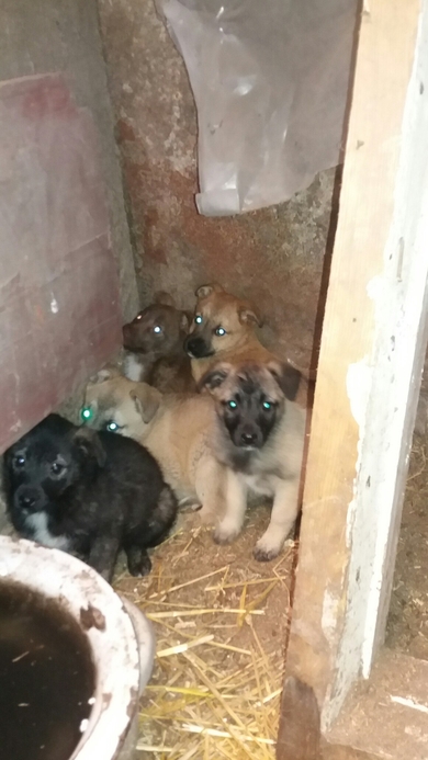 Щенки СРОЧНО ищут ДОМ!, фото 3