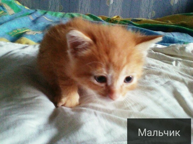 Месячные малыши хотят к мамам и папам домой., фото 3