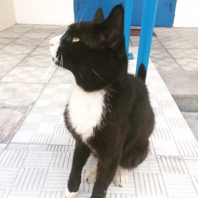 Кошке с котятами маленькими нужна передержка или постоянное жильё!!!, фото 2