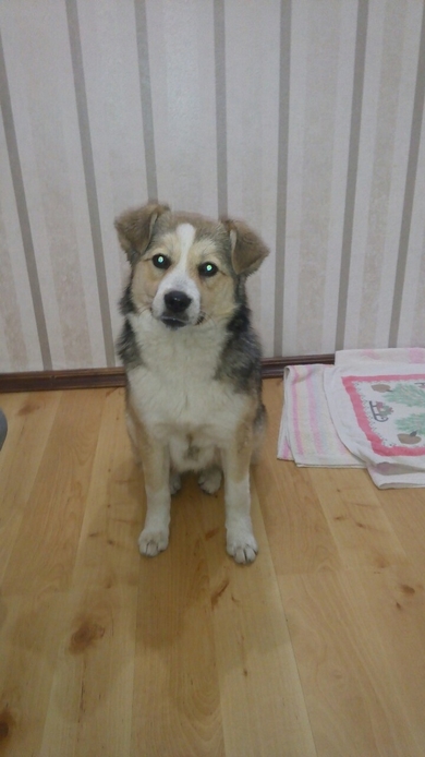 Щенок в дар