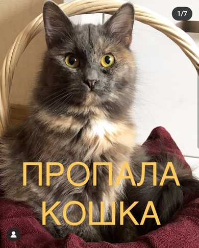 Минск, район улицы Жудро (ст.м. Спортивная), пропала кошка по кличке Мира.