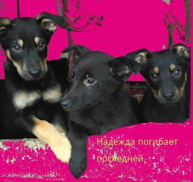 Хорошие охранники в дар!
