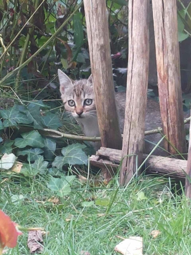 Котята нуждаются в заботе и любящих родителях., фото 2