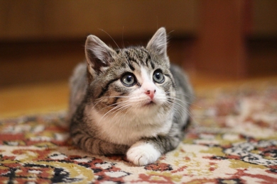 Котенок в дар, фото 2