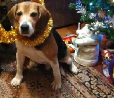 Пропала собака