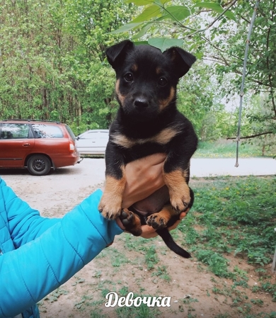 Маленькое чудо щенок в дар