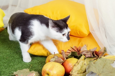 Хороший котёнок Морис., фото 3