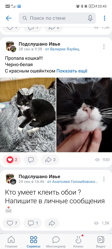 Потерялась кошка 