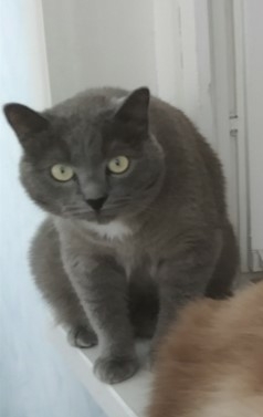 Потерялся кот