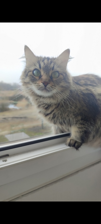 Пропала кошка 6 лет , фото 4