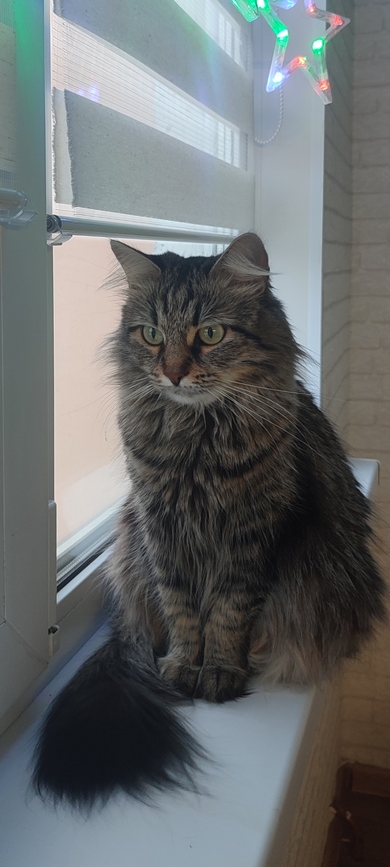 Пропала кошка 6 лет , фото 3