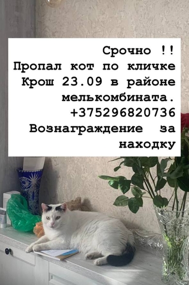 Пропал кот по кличке 