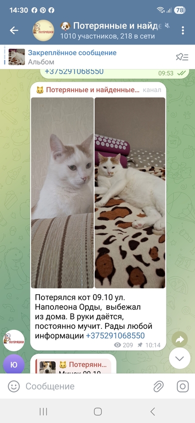 Пропал кот по ул.Наполеона Орды