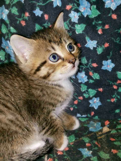 Милые котята готовы переехать в новый дом., фото 2
