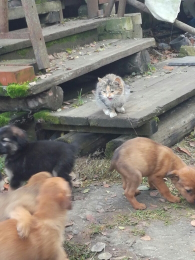 Щенки и котята в добрые руки, фото 2