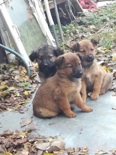 Щенки и котята в добрые руки, фото 3