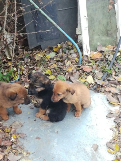 Щенки и котята в добрые руки, фото 4