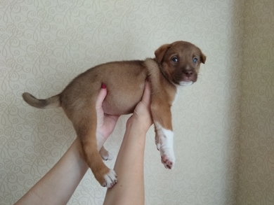 Щенок девочка, фото 3