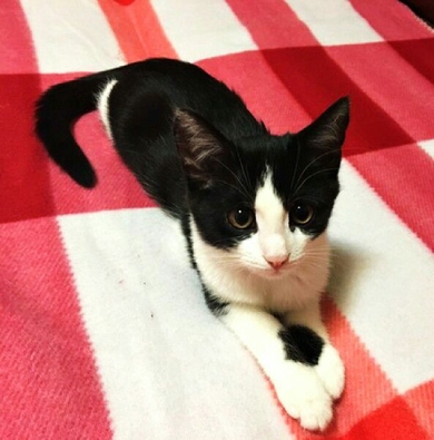 Котёнок ищет дом, фото 3