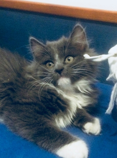 Очень красивый котенок в дар, фото 4
