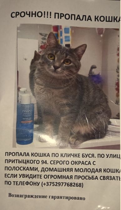 Потерялась кошечка кличка буся